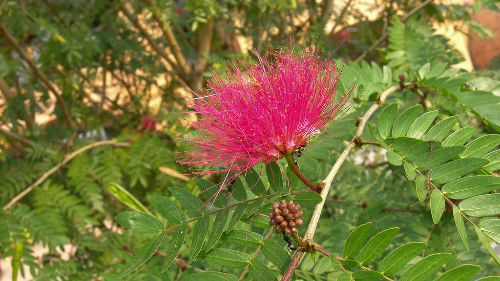 Lumbini_CL05_DSCN6324