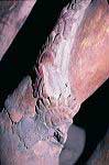 taboc_cl94_117_06