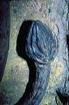 taboc_cl94_118_16