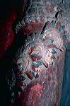 taboc_cl94_118_21